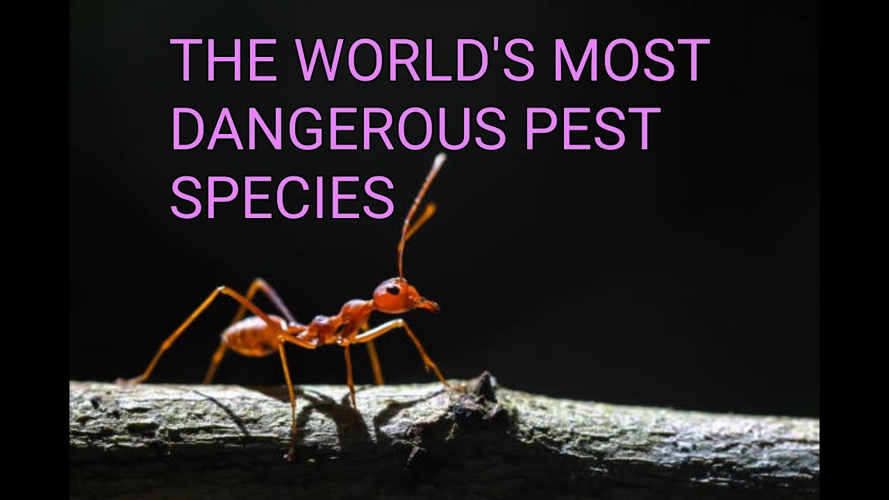 MOST DANGEROUS PEST SPECIES!