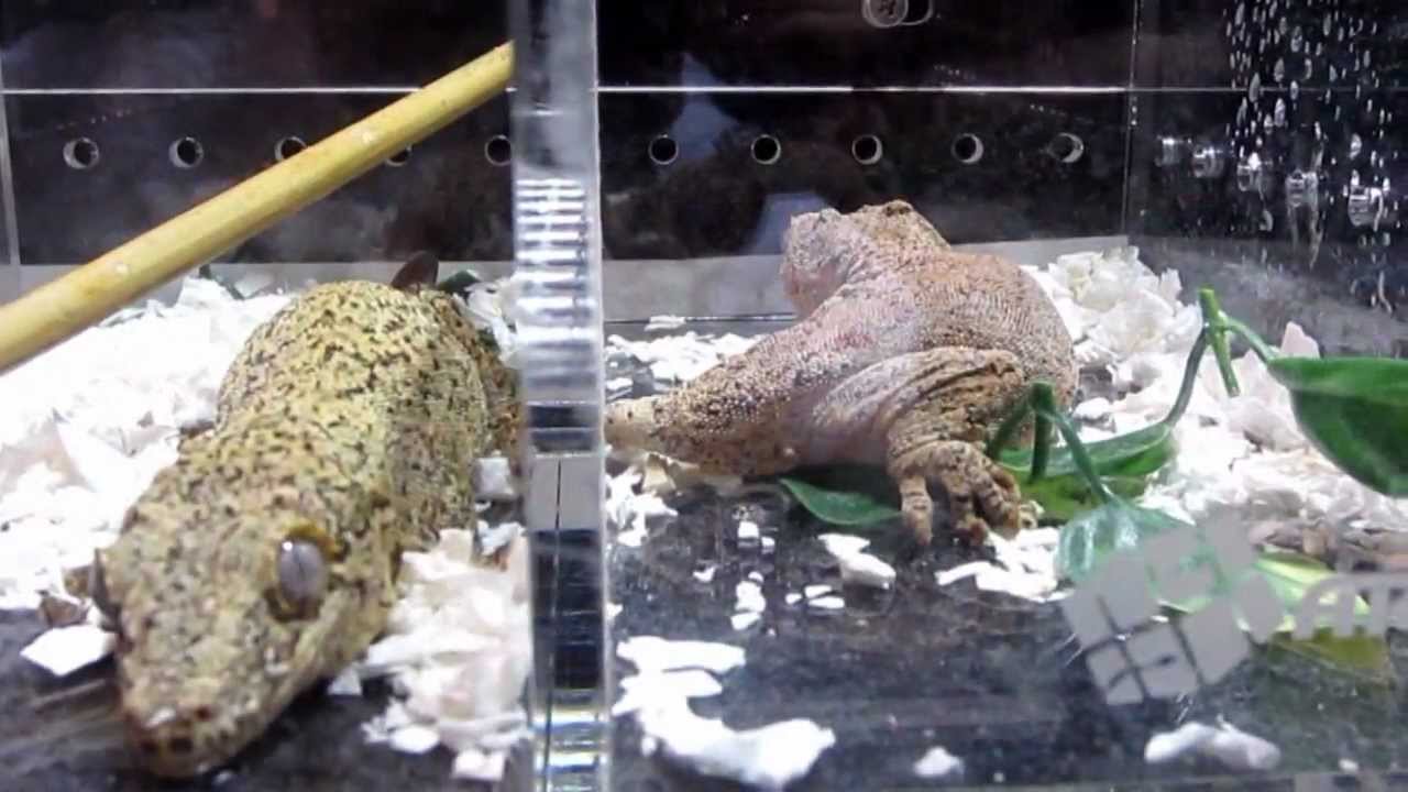 Reptile Super Show 2013 (More Lizards Part 2) Pomona Fairplex - YouTube