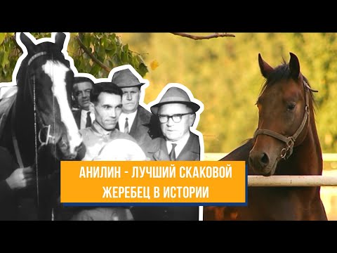 Фильм "Формула Анилина". Жокей Николай Насибов и жеребец Анилин