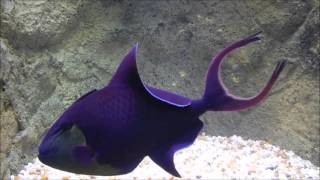 Niger Triggerfish