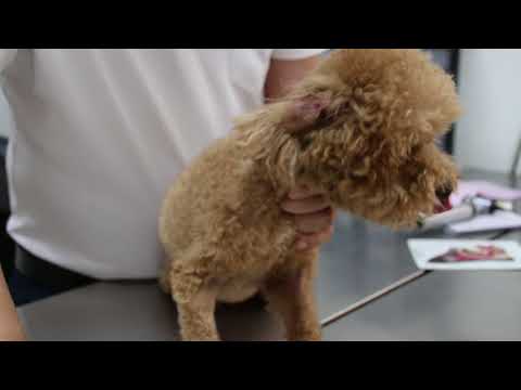 Video A 4-year-old poodle has smelly, painful ears and neck... - youtube