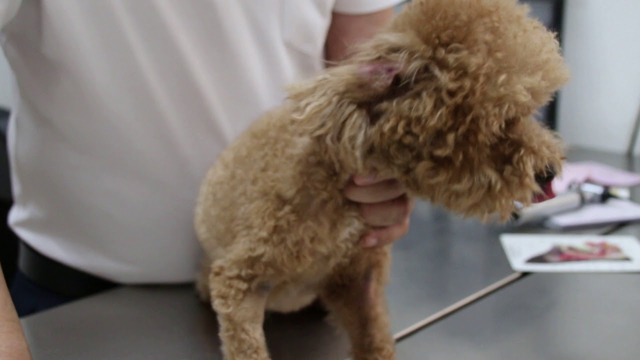 A 4yearold poodle has smelly, painful ears and neck skin disease