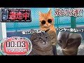逃走中をすることになった猫たちの日常パート4【猫ミーム】【猫マニ】