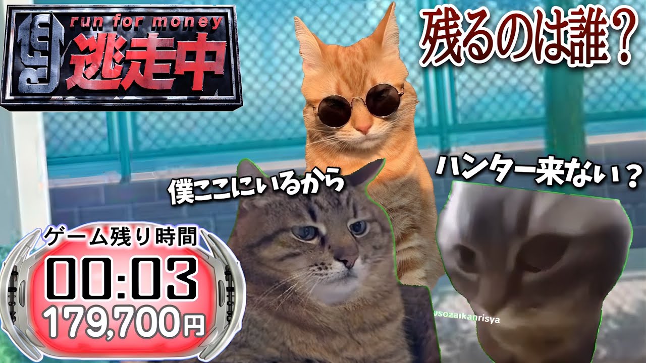 逃走中をすることになった猫たちの日常パート４【猫ミーム】【猫マニ】