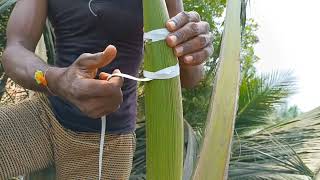 கள்ளு, பதநீர் எடுக்க தென்னம்பாளையை கட்டுவது எப்படி |Building coconut husk