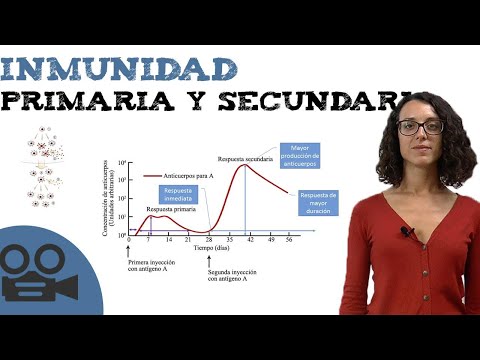 Vídeo: Diferencia Entre Respuesta Inmune Primaria Y Secundaria