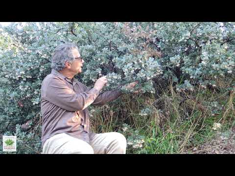 Video: Hvad er Manzanita: Information om Manzanita-planter