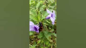 Thứ ám ảnh nhất trong rừng tây bắc sâu ban miêu | TÂY BẮC TV #shorts