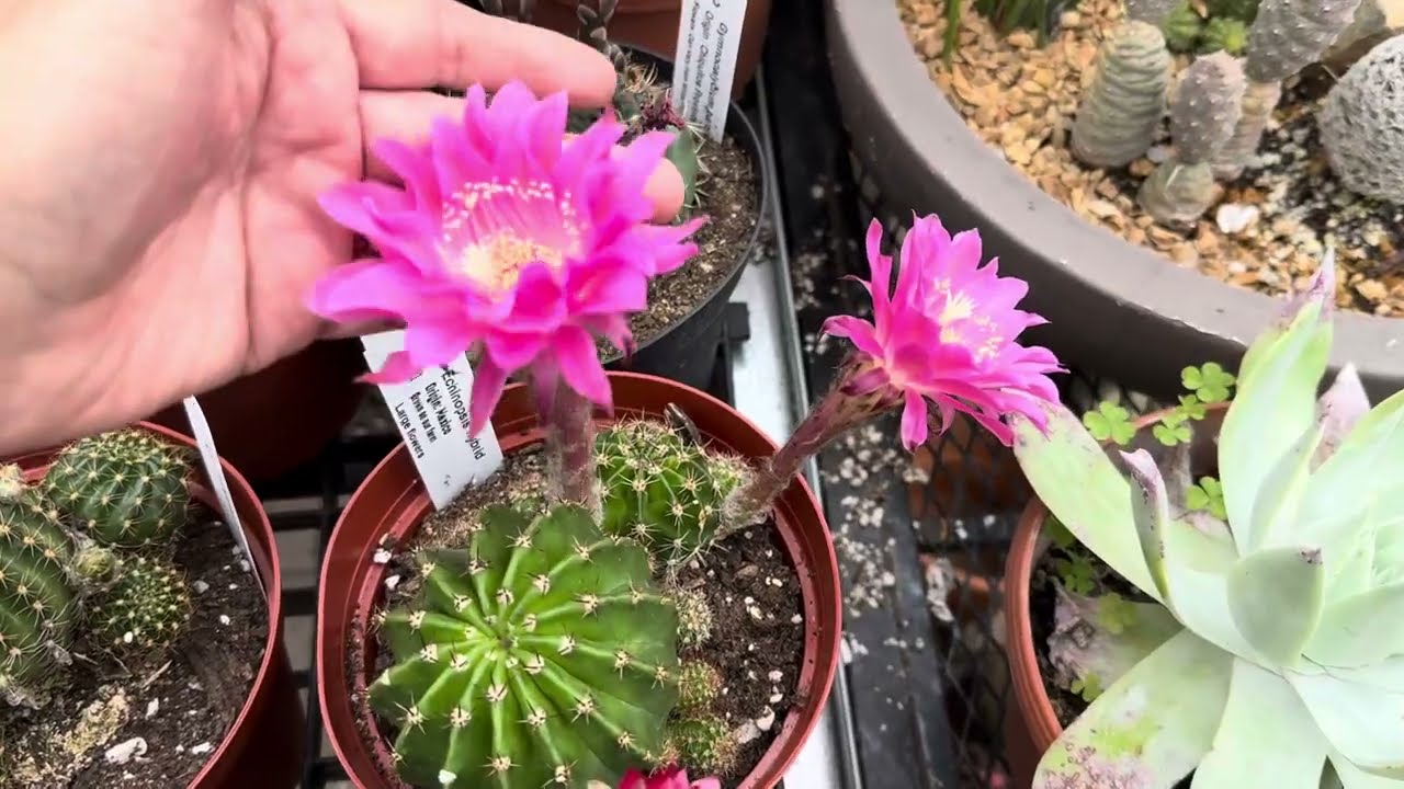 What is so special about the Echinopsis hybrid "Hedgehog Cactus"?