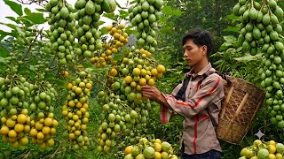 Harvesting wild fruits and selling them at the market - A year-round life for farmers.