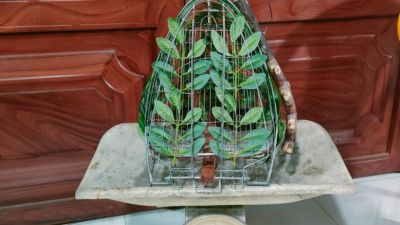 Lục cu bay dinh, bay dinh, lục phun thép điện lực.