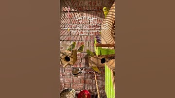 #سورة_الإسراء #قرآن #العراق #الوالدين #التربية #اكسبلور #طيور #البادجي #quran #birds #budgies #usa