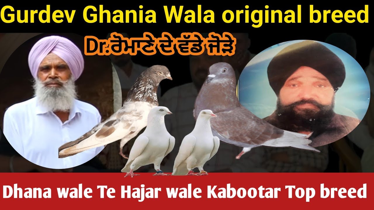 Dr. Romana de breeder kabutar // ਡਾਕਟਰ ਰੋਮਾਣਾ ਵੱਡੇ ਕਬੂਤਰ #wasdapunjab #kabootar #kabutarbazi #pegion
