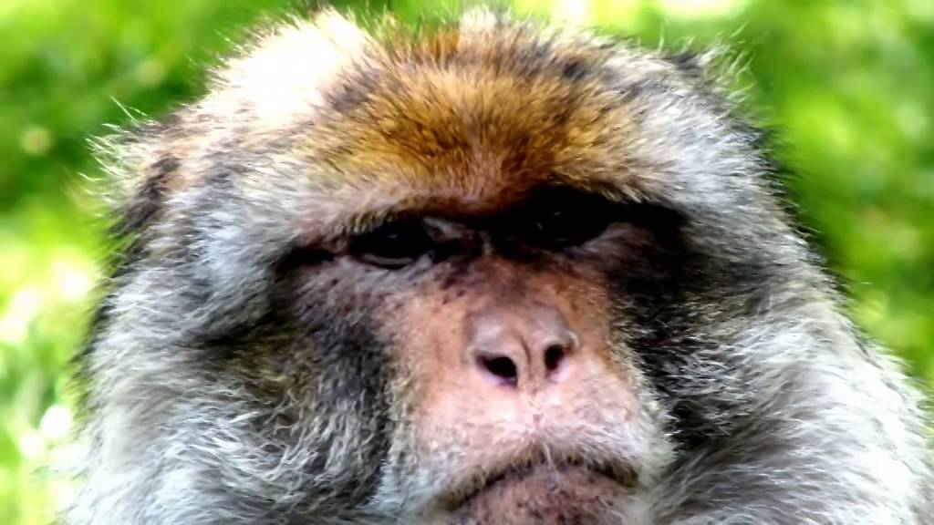 Dawn of the Monkey Forest