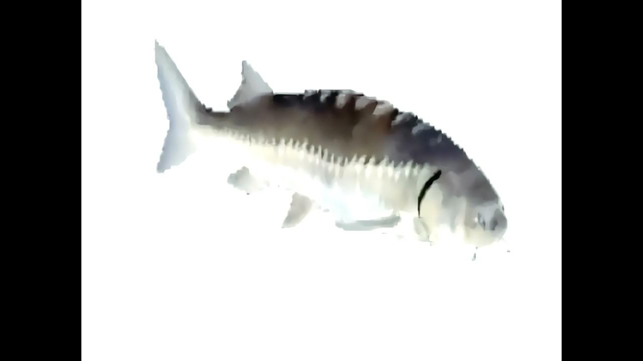 рыба крутится гиф. Fish spinning. Fish spinning. Fishing style solid 270. рыболовные катушки от 9000.