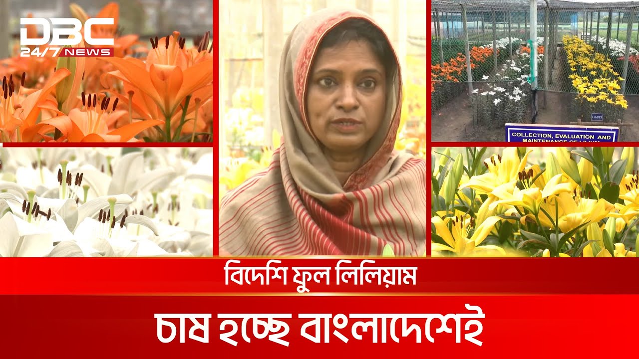 বিদেশি ফুল লিলিয়াম চাষ হচ্ছে বাংলাদেশেই | আগামীর কৃষি | DBC NEWS