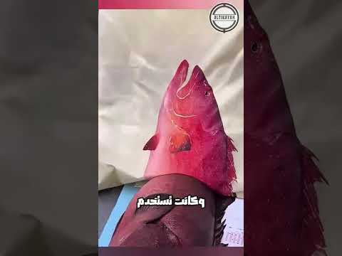 هذا ما كانوا يقومون به قبل الكاميرات اكسبلور