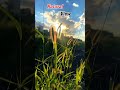 Natural view #travel #nature #majuli #love #viral #sunset #highlights