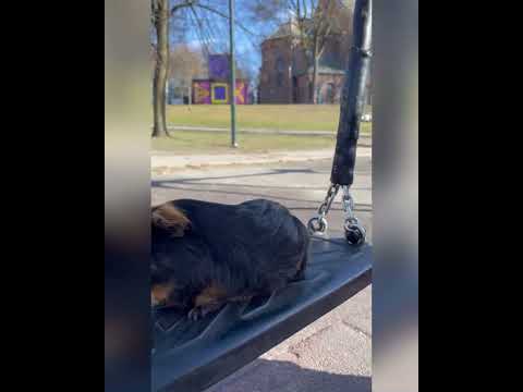 A Play Date With Blue Pets Guineapigs Swing Slide Play Date Music 