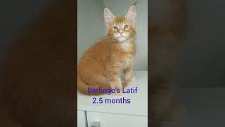 male Berlingos Latif, d25 , 2.5 months, all test-nn, 