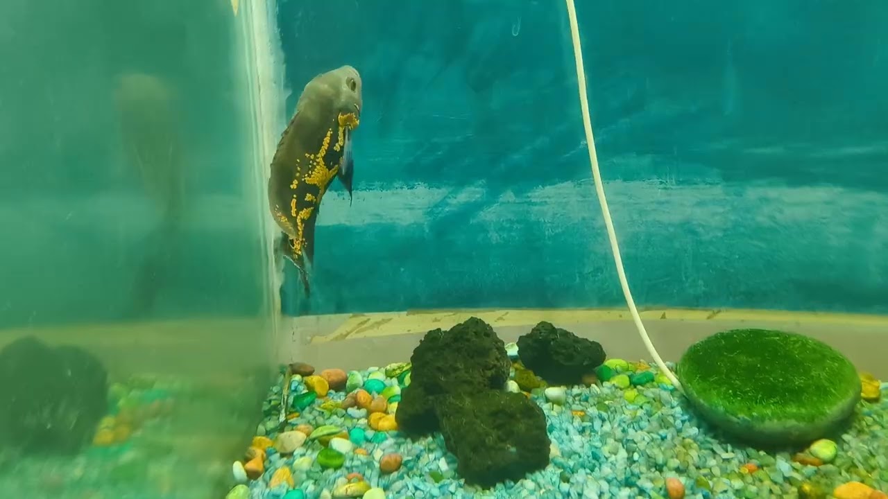 Lucknow zoo fish home