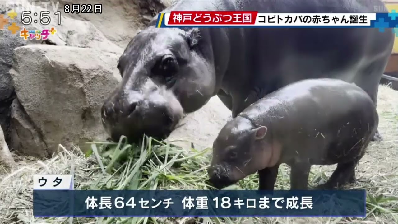 世界三大珍獣の一つで絶滅危惧種　コビトカバの赤ちゃんが誕生　神戸どうぶつ王国