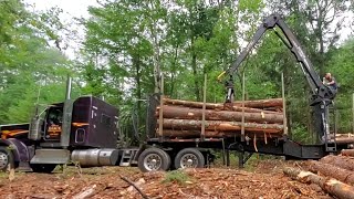 Pine 🌲 log big 🚚 truckin!