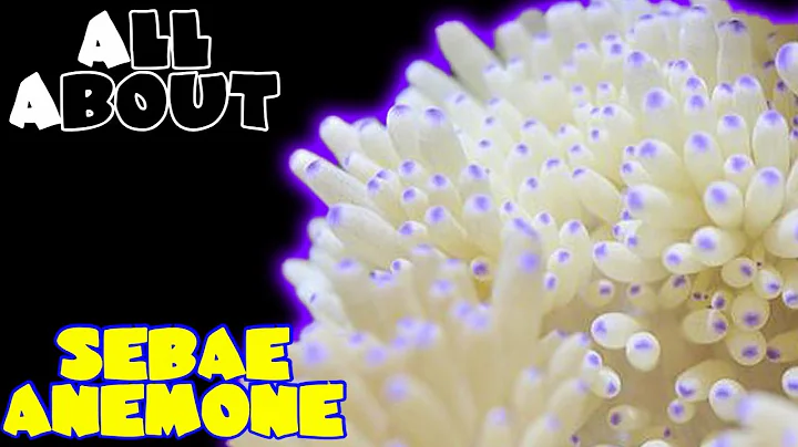 All About The Sebae Anemone