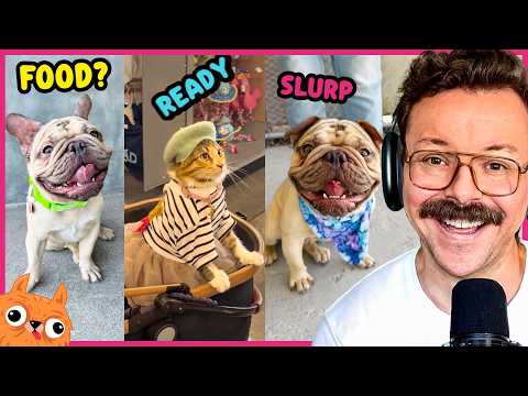 Funniest Animal Voice Over Highlights 🎙️😹 I DARE You Not To Laugh