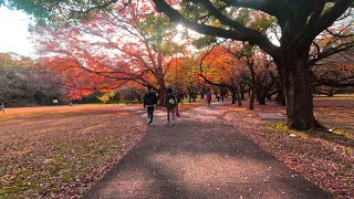 [NIGHTMAN] Kinuta Park walk / 砧公園の散歩 4K