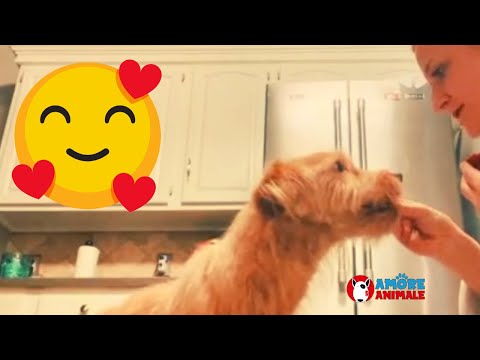 Video: Questi cani salvati hanno un San Valentino per te