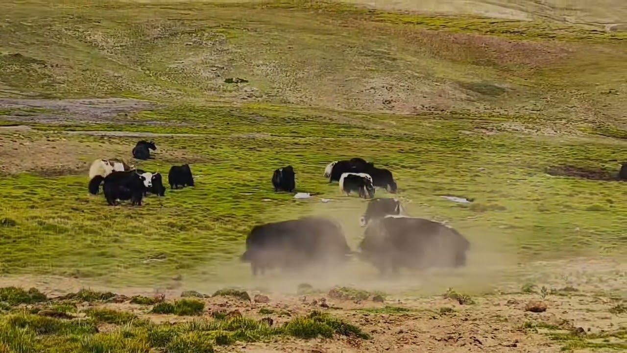 Territorial Challenge Between Two Yaks | Unique Animal Behavior in the Wild