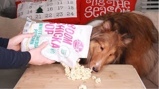 Asmr Dog Munching Popcorn Sawyerfox