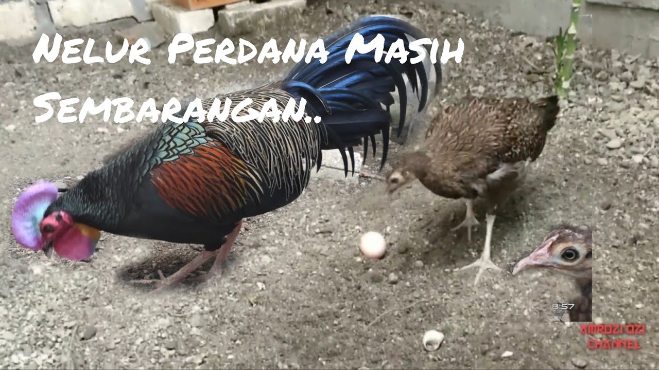  Telur  Petama Hasil Penjodohan Ayam  Hutan Hijauku Si  Megeh 