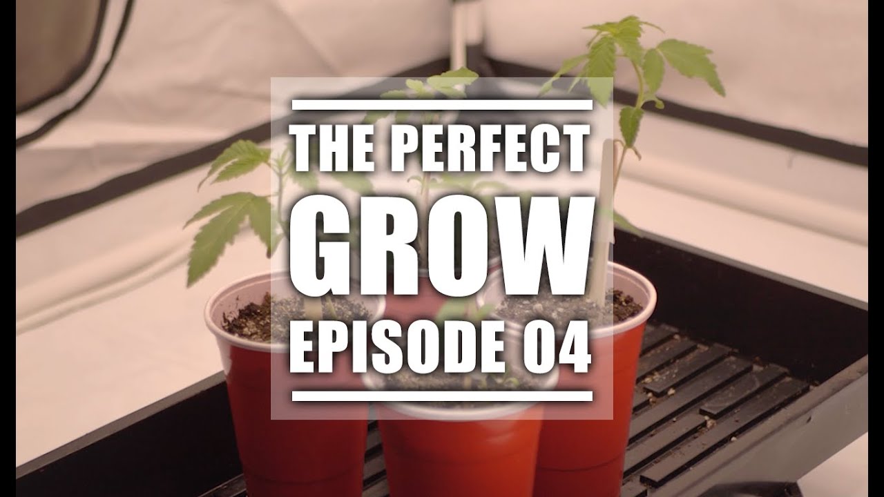 How To Germinate Cannabis Seeds? | The Perfect Grow | EP4