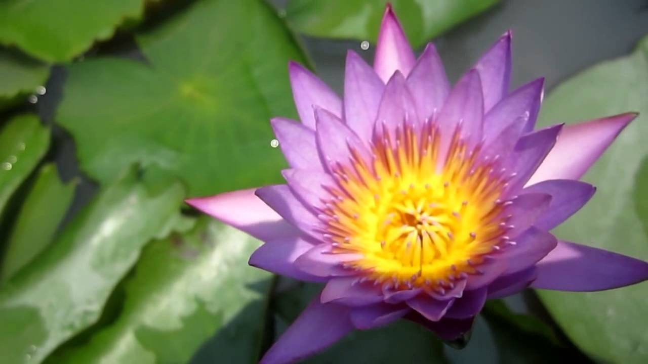 Lotus Flower Bangkok YouTube