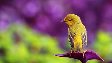 سورة الفاتحة بصوت اكثر من رائع