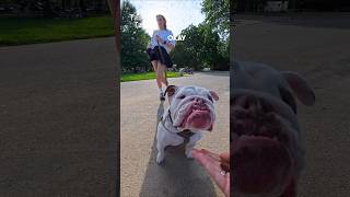 We met an adorable English Bulldog! #bulldog #dog