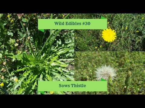 Vídeo: Sow Thistle (planta) - Propriedades úteis E Uso De Porca Thistle. Semeie Cardo, Jardim, Rosa, Amarelo
