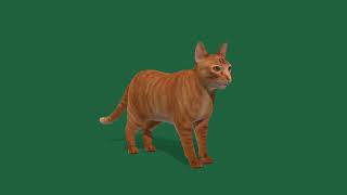 Orange Tabby Cat