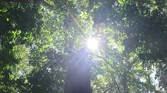 Hiking Castlewood State Park Sunlight through the Tree! GoPro 12 @ 5.3K
