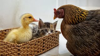 The duckling 'wandered' into the cat's house and the mother hen frantically searched for her baby!
