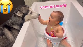 Husky Jumps Into Angry Babies Bath. Funniest Video Ever