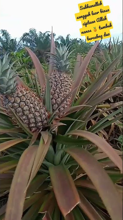 #viral.#Tak sengaja lewat melihat Buah 🍍 bercabang Dua 😲😲👍