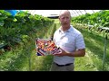 Oakchurch Farm Grown Herefordshire Strawberries