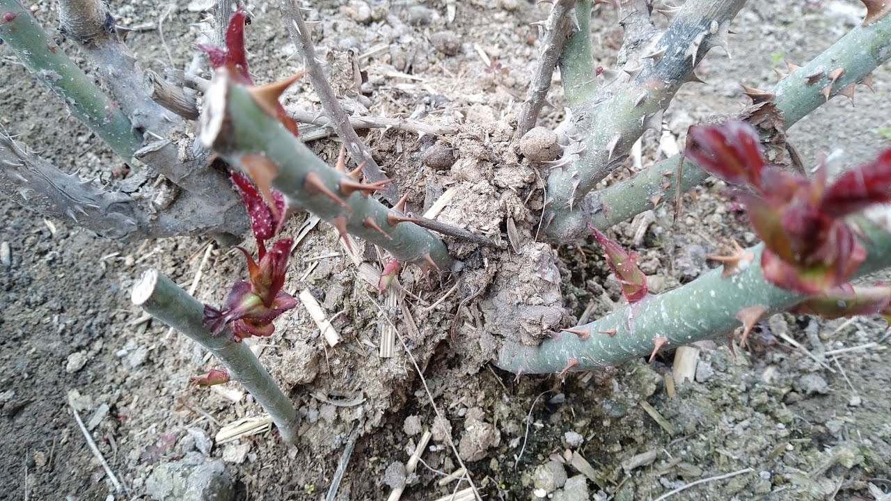 АТИРГУЛ  ЧЕРИНКАЛАРИНИ  ХОЛАТИ  ...💐💐💐🌺🌺🌺⚘️⚘️⚘️