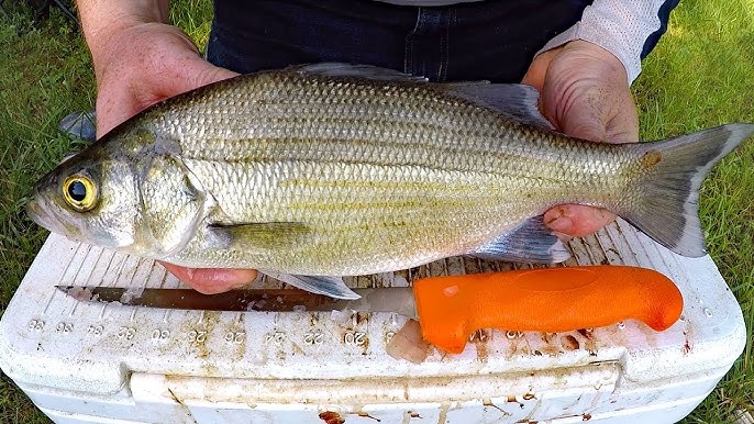 The Ultimate Lure For White Bass 