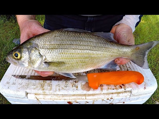 Catch and Cook White Bass - How to catch white bass & striper - Fishing for white  bass. 