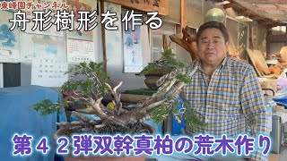 Bonsai] Part 42: Double-stem Japanese cypress tree [boat-shaped