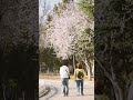 Dalian’s Pink Cherry Blossom Avenue Is a Dreamy Spring Scene